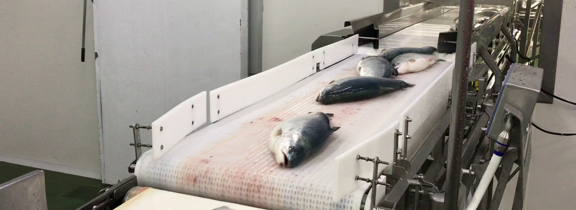 Поточные весы для завешивания рыбы в динамике