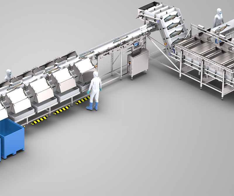 MARELEC's fast and gentle salmon grader provides unparalleled accuracy with unlimited sorting capabilities.